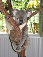 104 Cairns Tropical Zoo